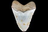 Bargain, Megalodon Tooth - North Carolina #83980-2